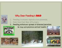 Slide 11_Englewood Present Deer Mgmt june2019