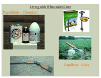 Slide 25_Englewood Present Deer Mgmt june2019