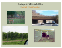 Slide 26_Englewood Present Deer Mgmt june2019